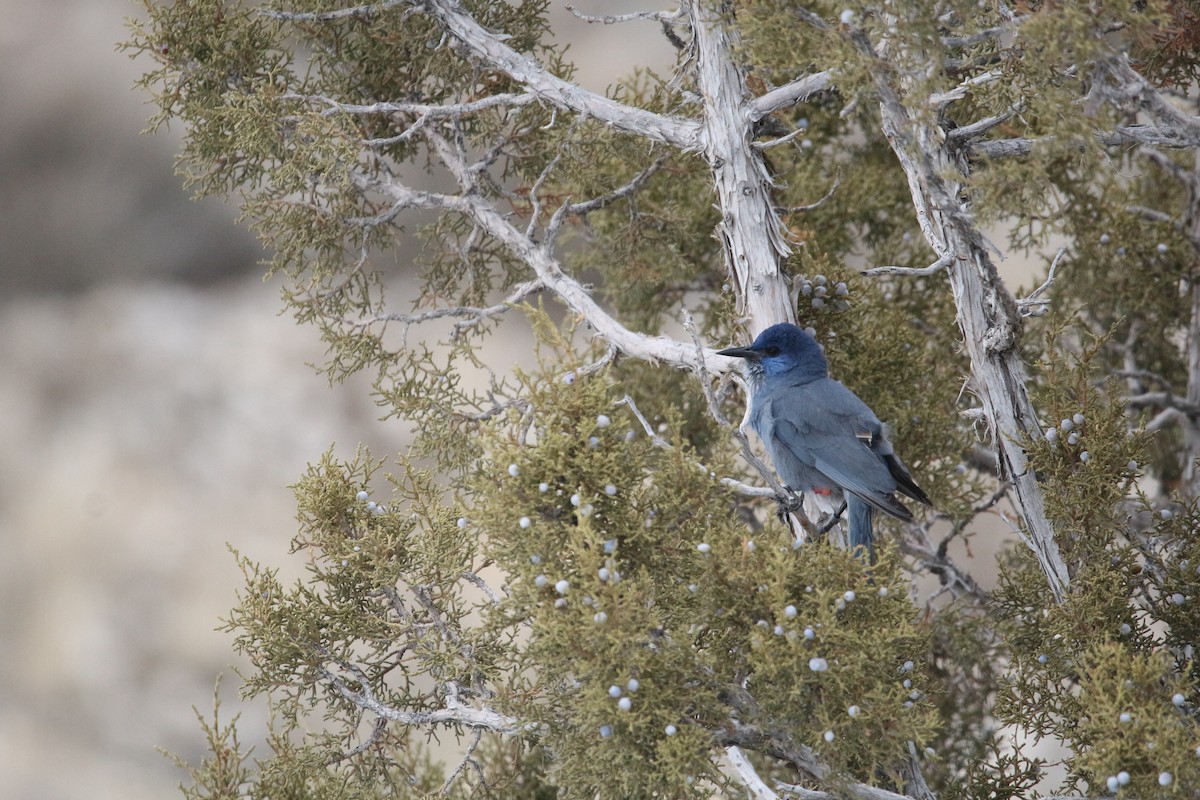 Pinyon Jay - Will Harrod