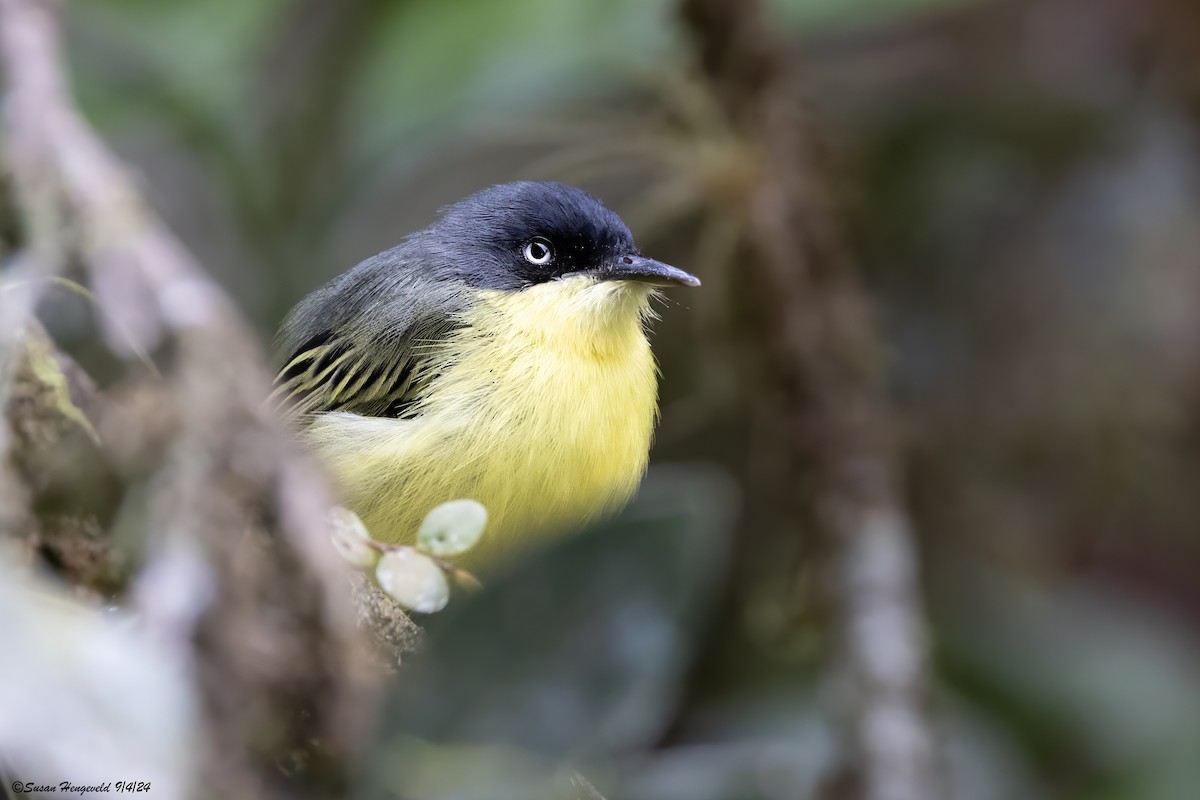 Common Tody-Flycatcher - ML632555278