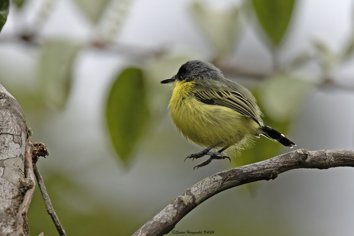 Common Tody-Flycatcher - ML632555279