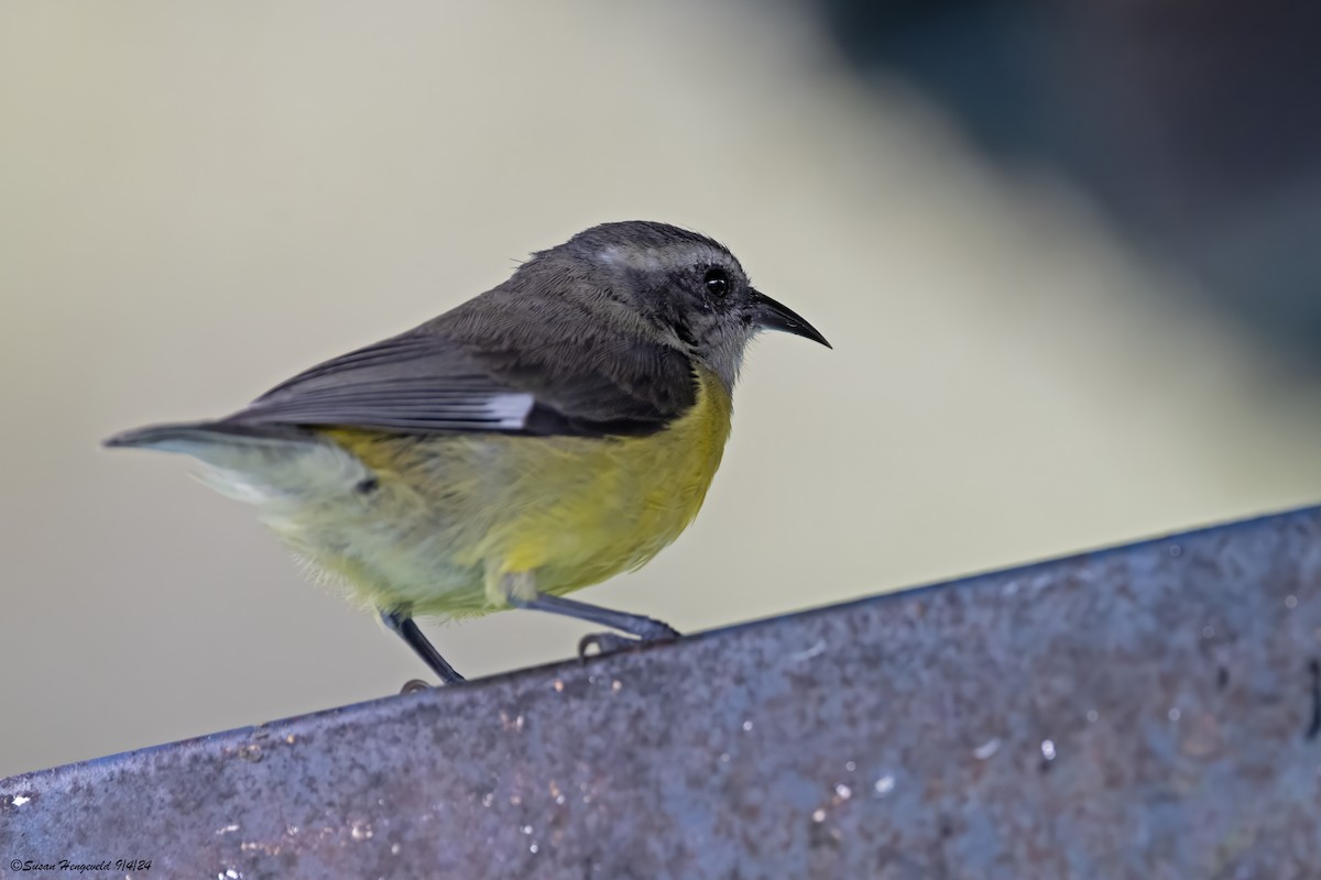 Bananaquit - ML632555296