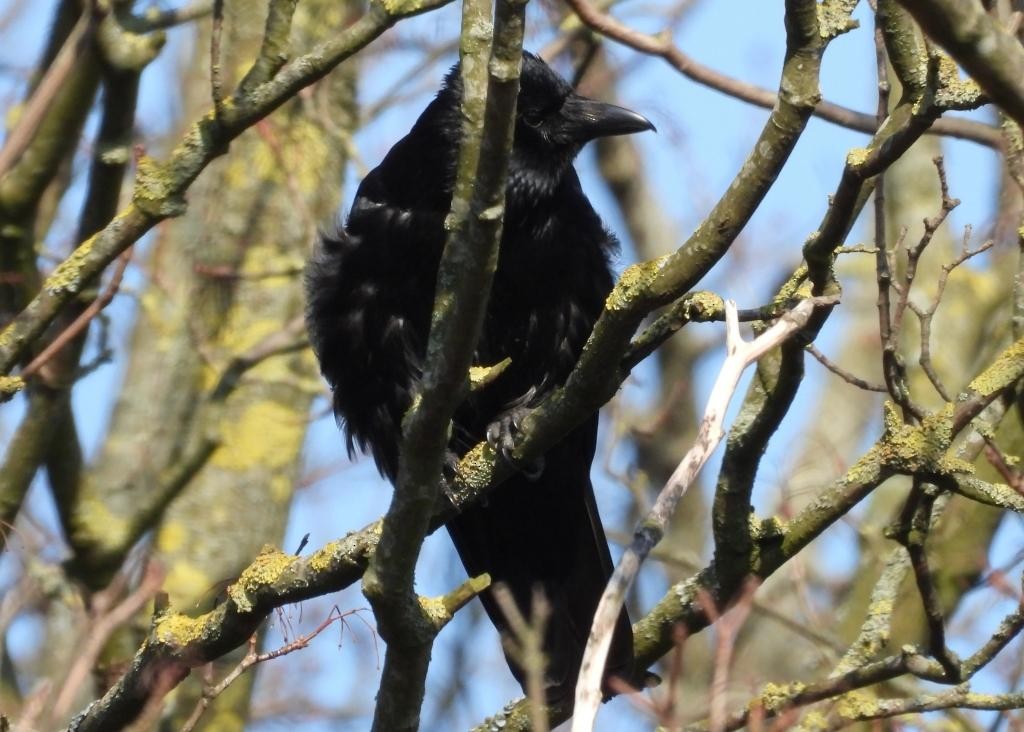 Carrion Crow - ML632555312