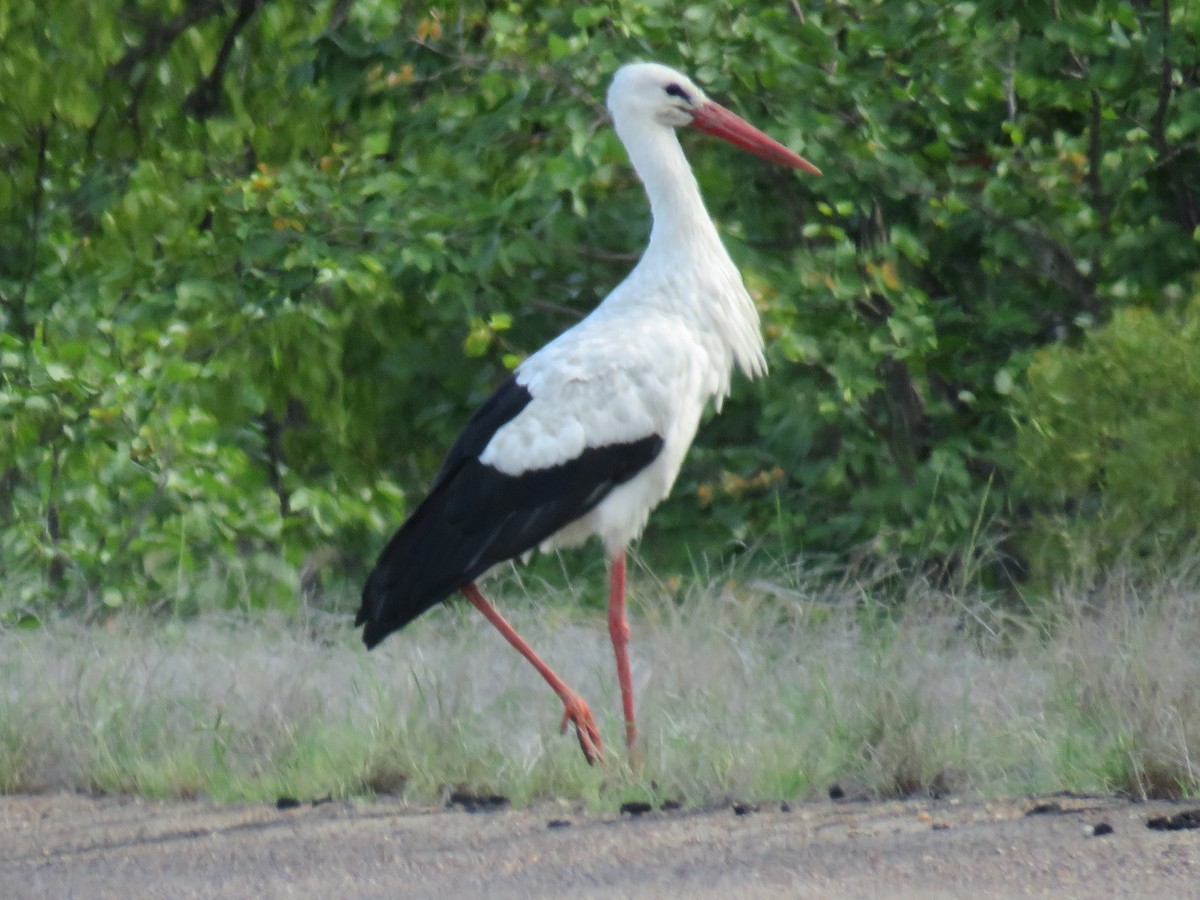 Cigogne blanche - ML632555313