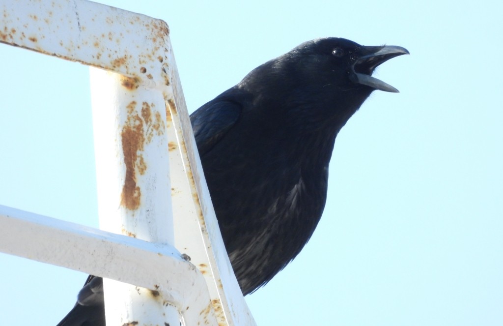 Carrion x Hooded Crow (hybrid) - ML632555315