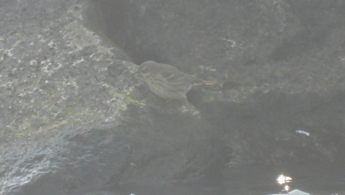 Water Pipit - ML632555319