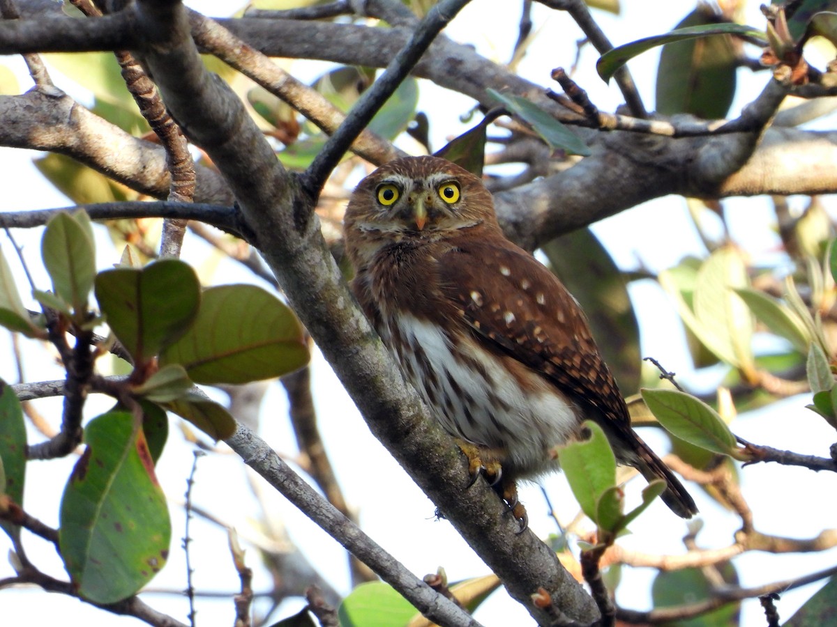 kulíšek brazilský - ML632555331