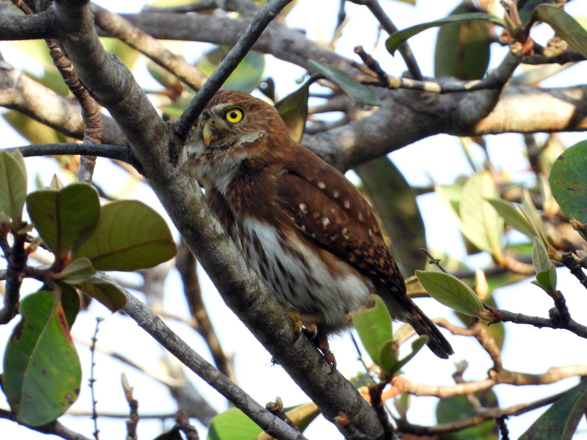 kulíšek brazilský - ML632555332