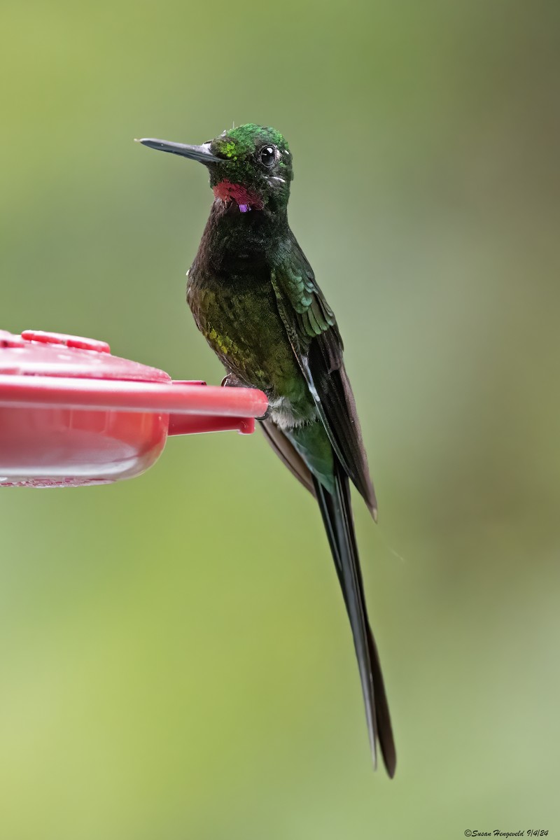 Tourmaline Sunangel - ML632555454