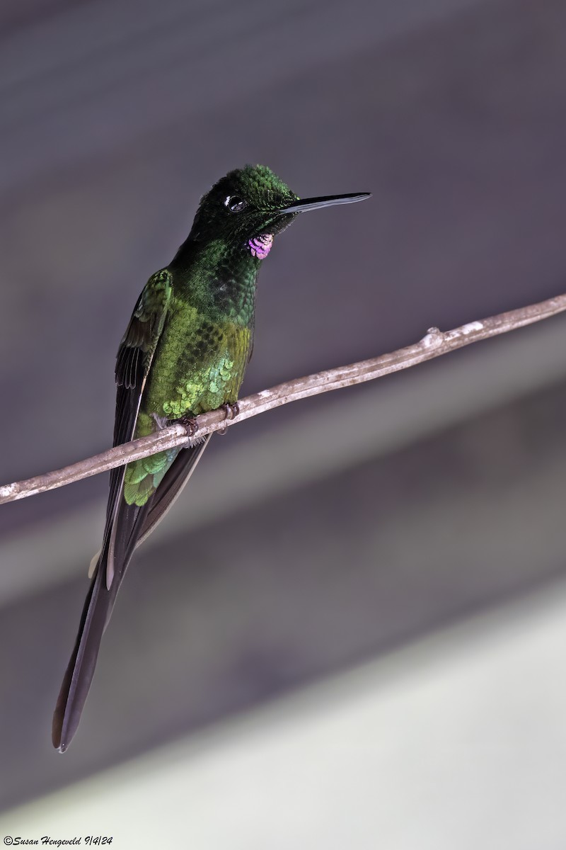 Tourmaline Sunangel - ML632555455