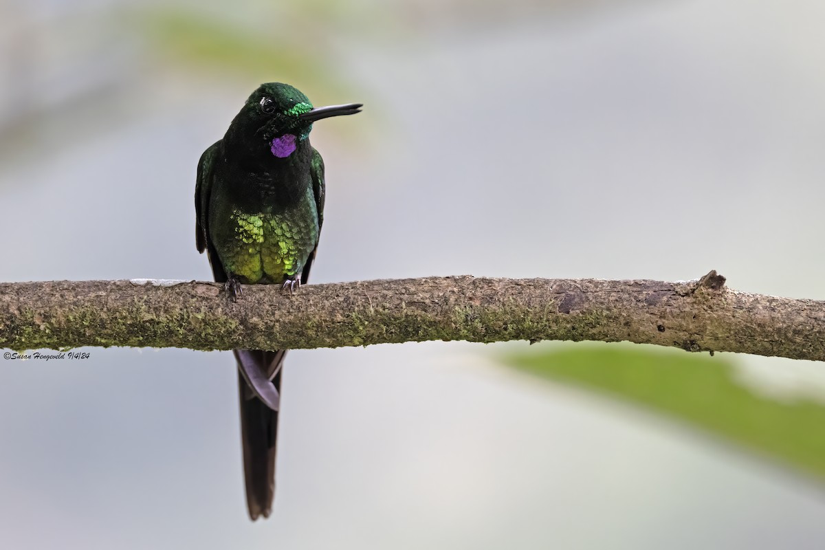 Tourmaline Sunangel - ML632555457