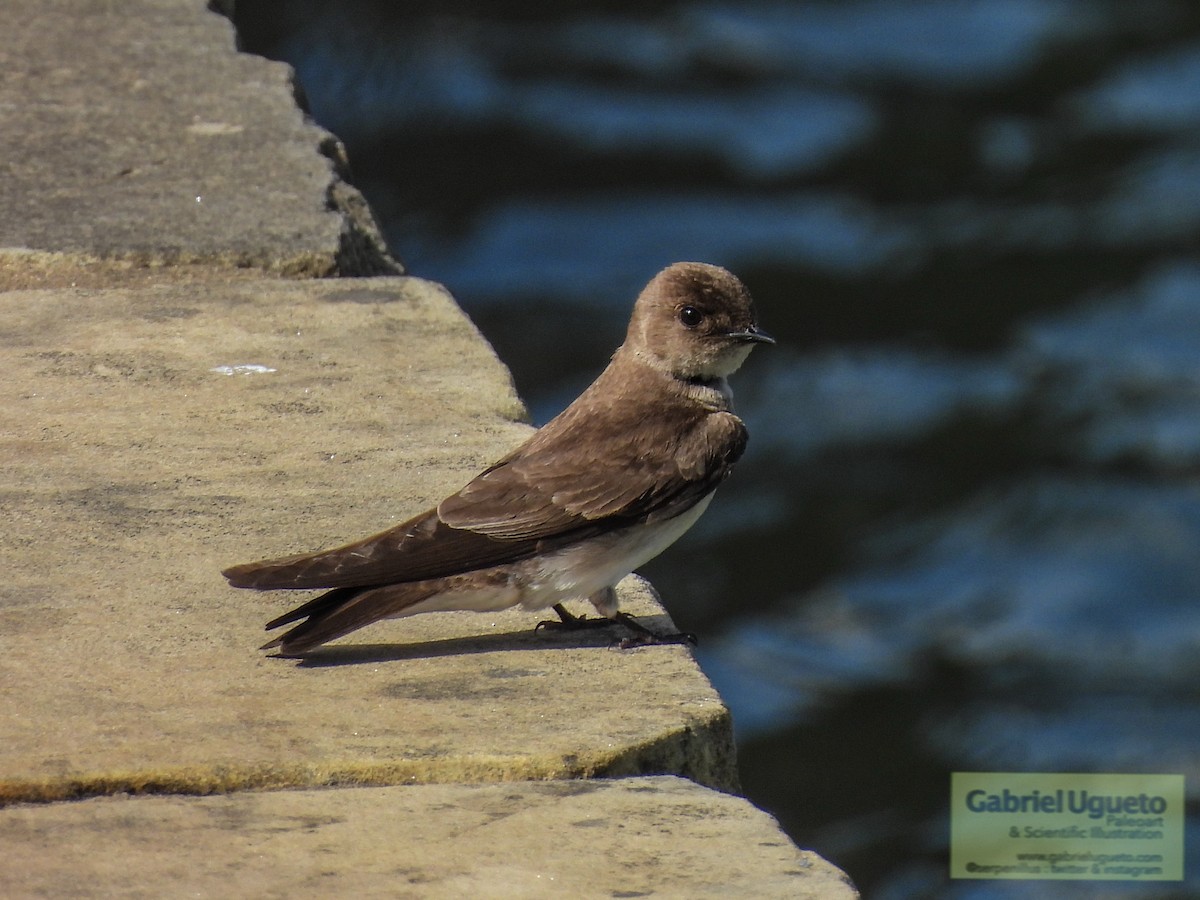 Northern Rough-winged Swallow - ML632555720