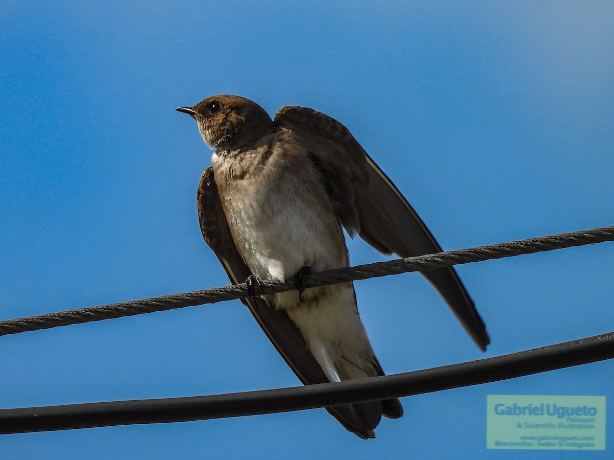 Northern Rough-winged Swallow - ML632555721