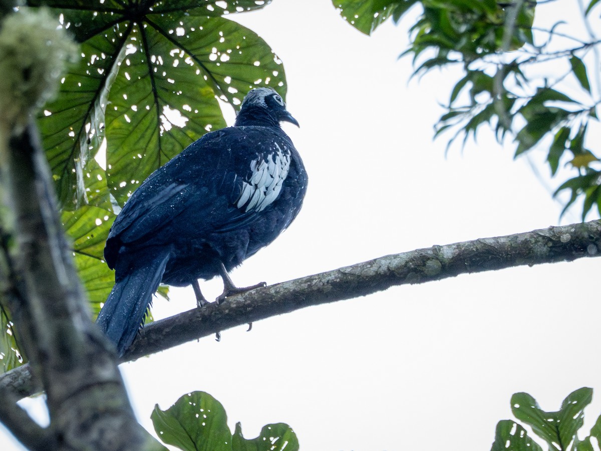 Black-fronted Piping-Guan - ML632555836