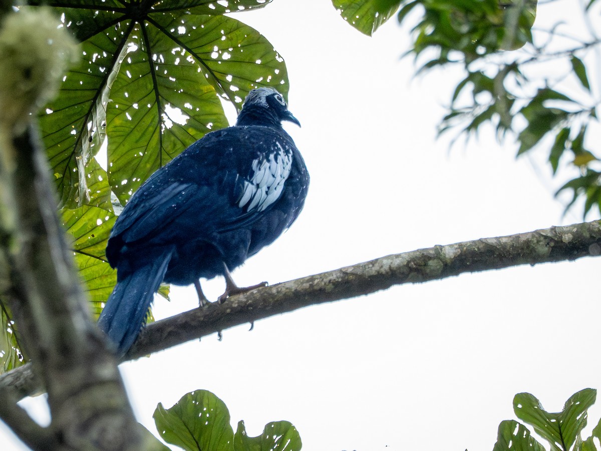 Black-fronted Piping-Guan - ML632555837