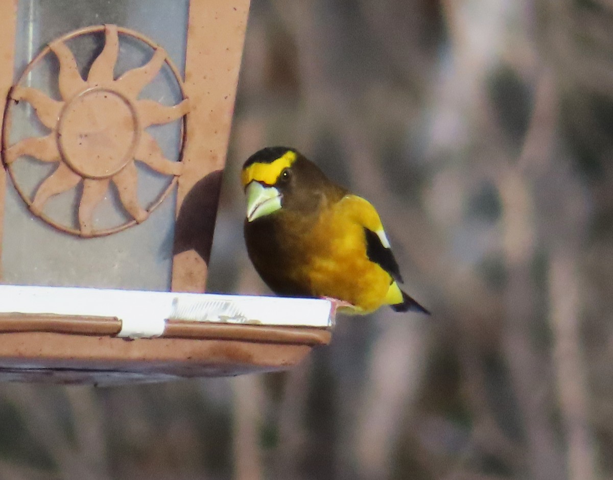 Evening Grosbeak - ML632555912