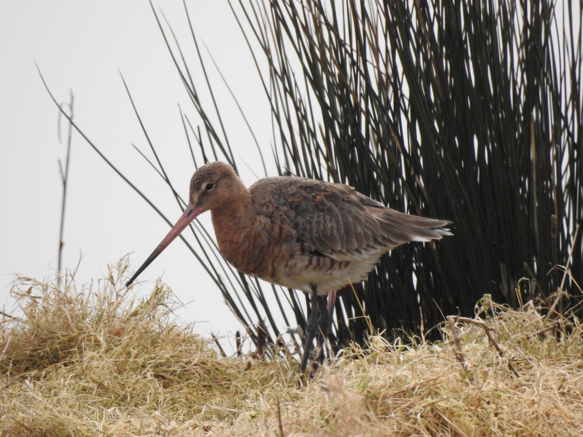 Black-tailed Godwit - ML632556046