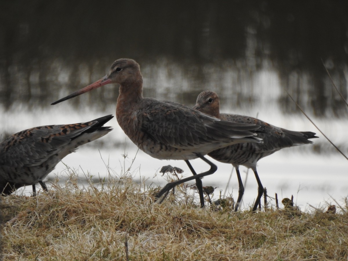 Black-tailed Godwit - ML632556054