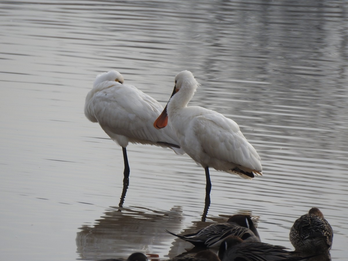 Eurasian Spoonbill - ML632556078