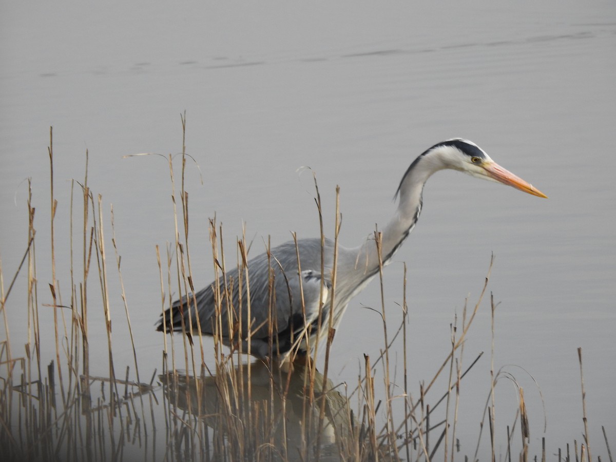 Gray Heron - ML632556107