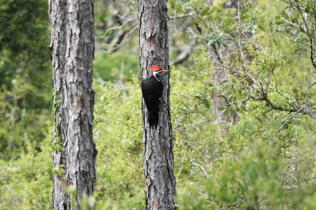 Pileated Woodpecker - ML632556300