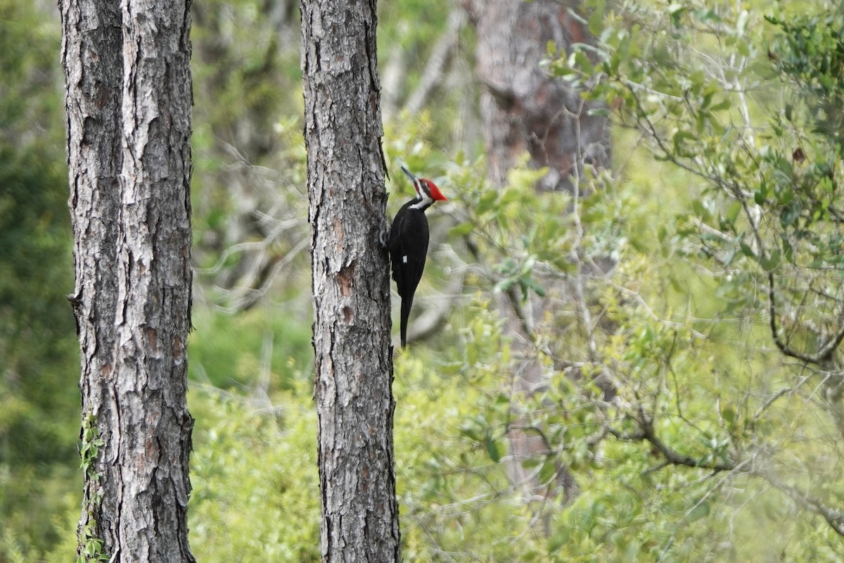 Pileated Woodpecker - ML632556301