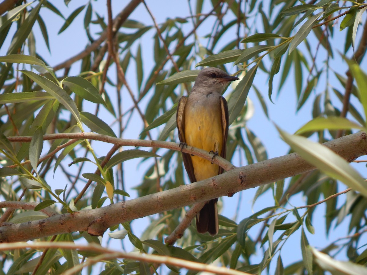 Western Kingbird - ML632556311