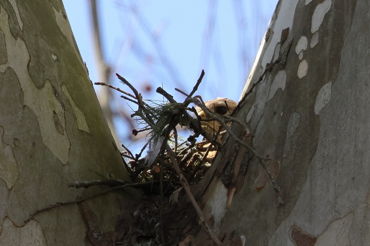 Red-shouldered Hawk - ML632556382