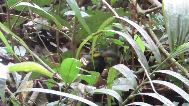Guianan Toucanet - ML632556392