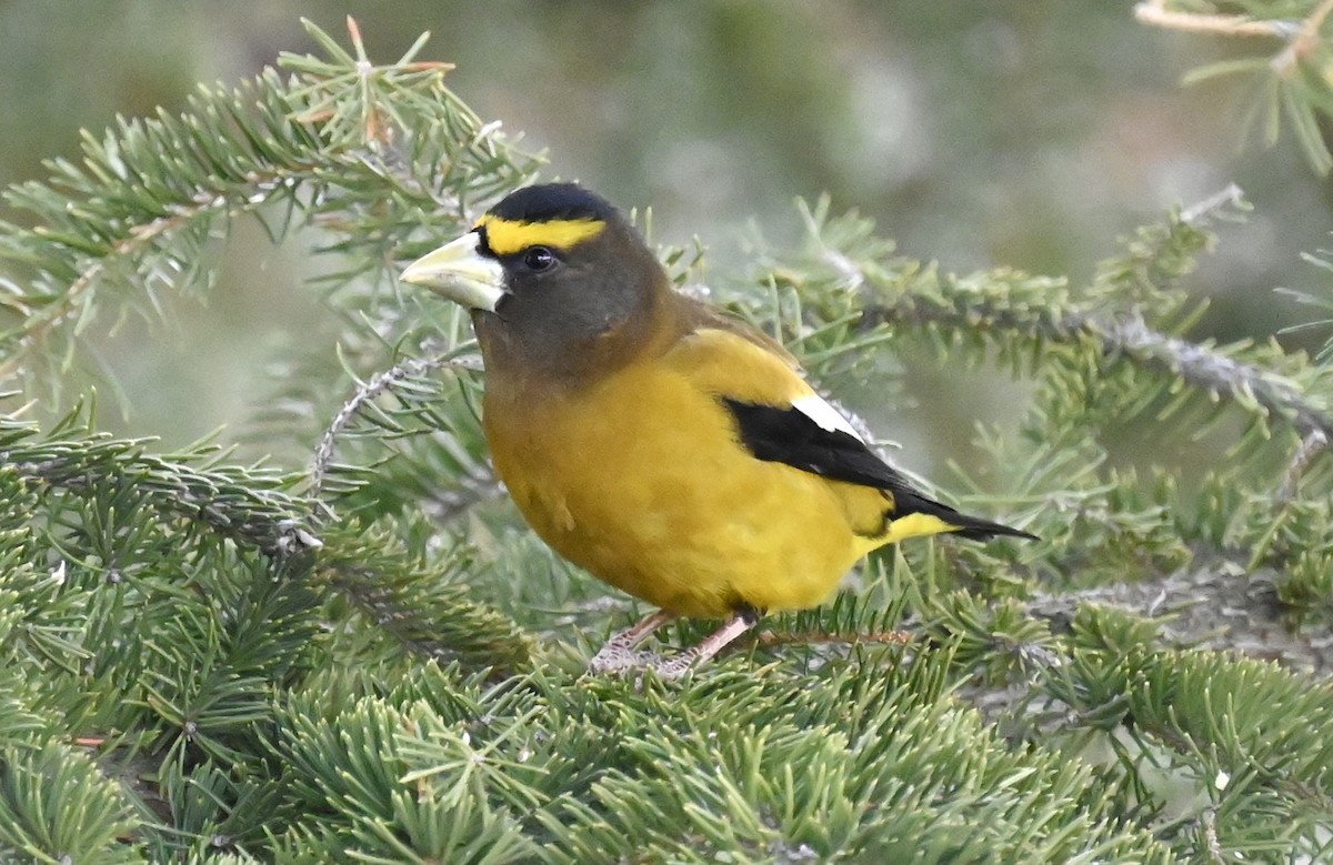 Evening Grosbeak - ML632556398