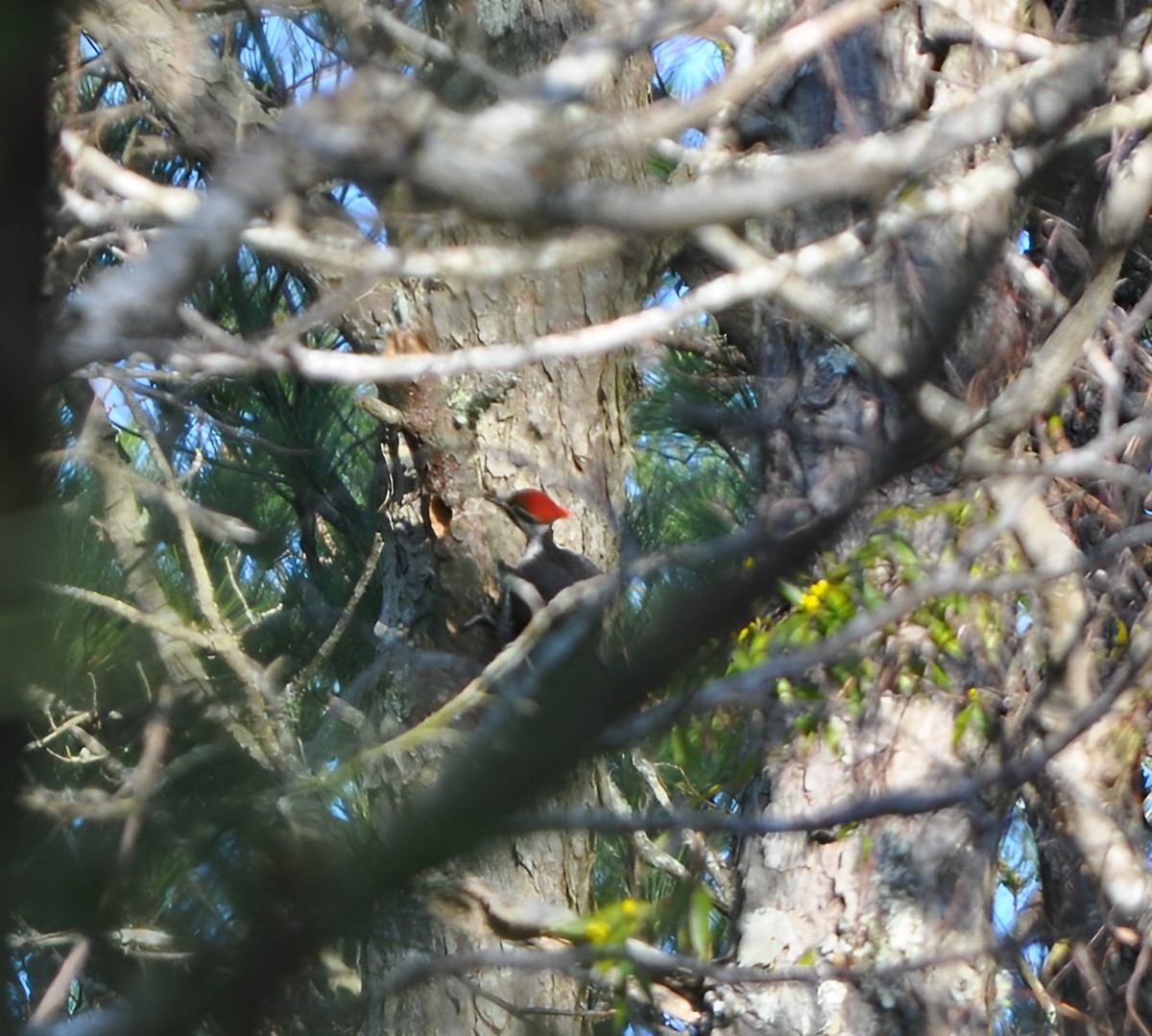 Pileated Woodpecker - ML632556474