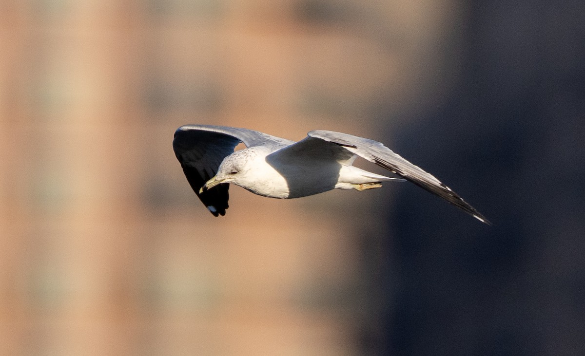 Ring-billed Gull - ML632556555