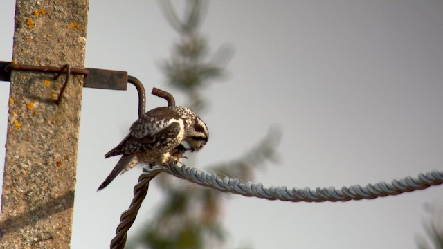 Northern Hawk Owl - ML632556683