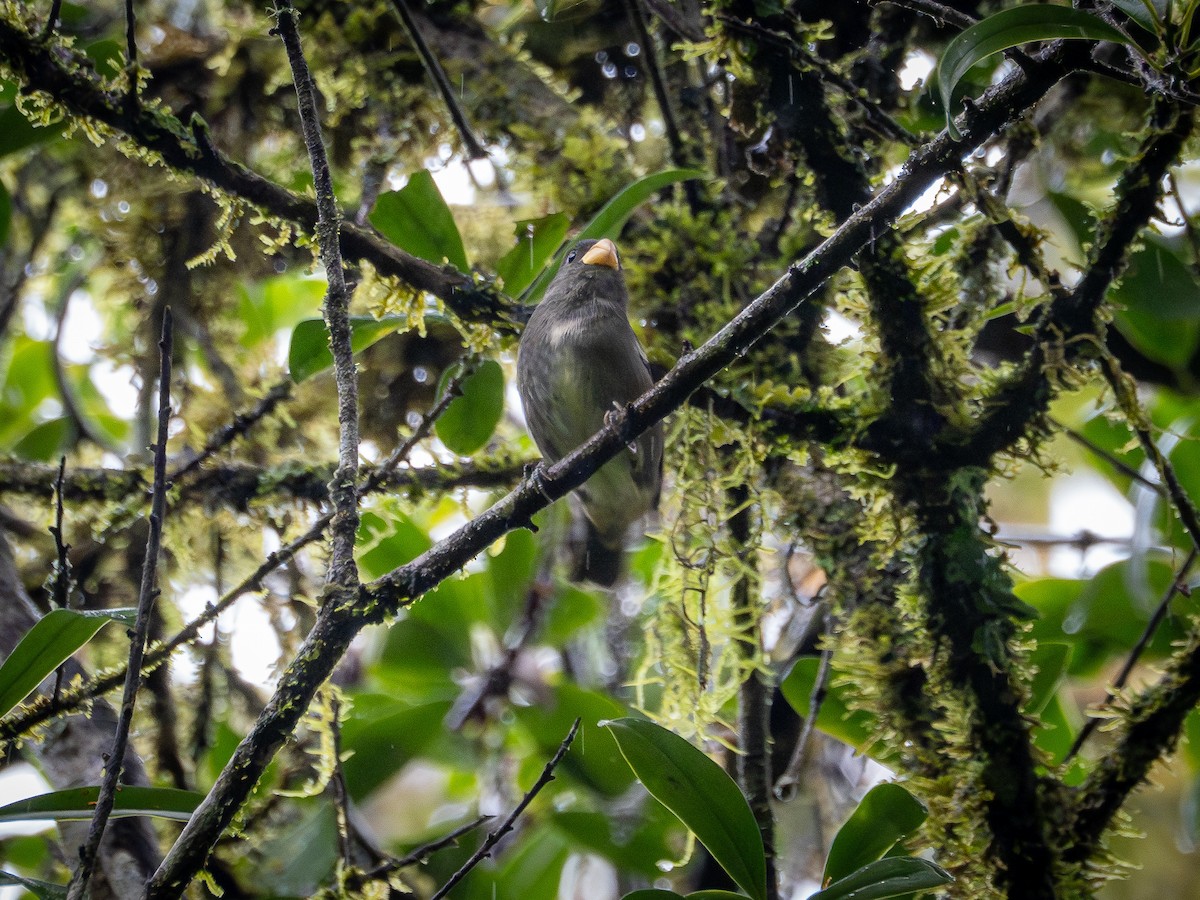 Temminck's Seedeater - ML632556720