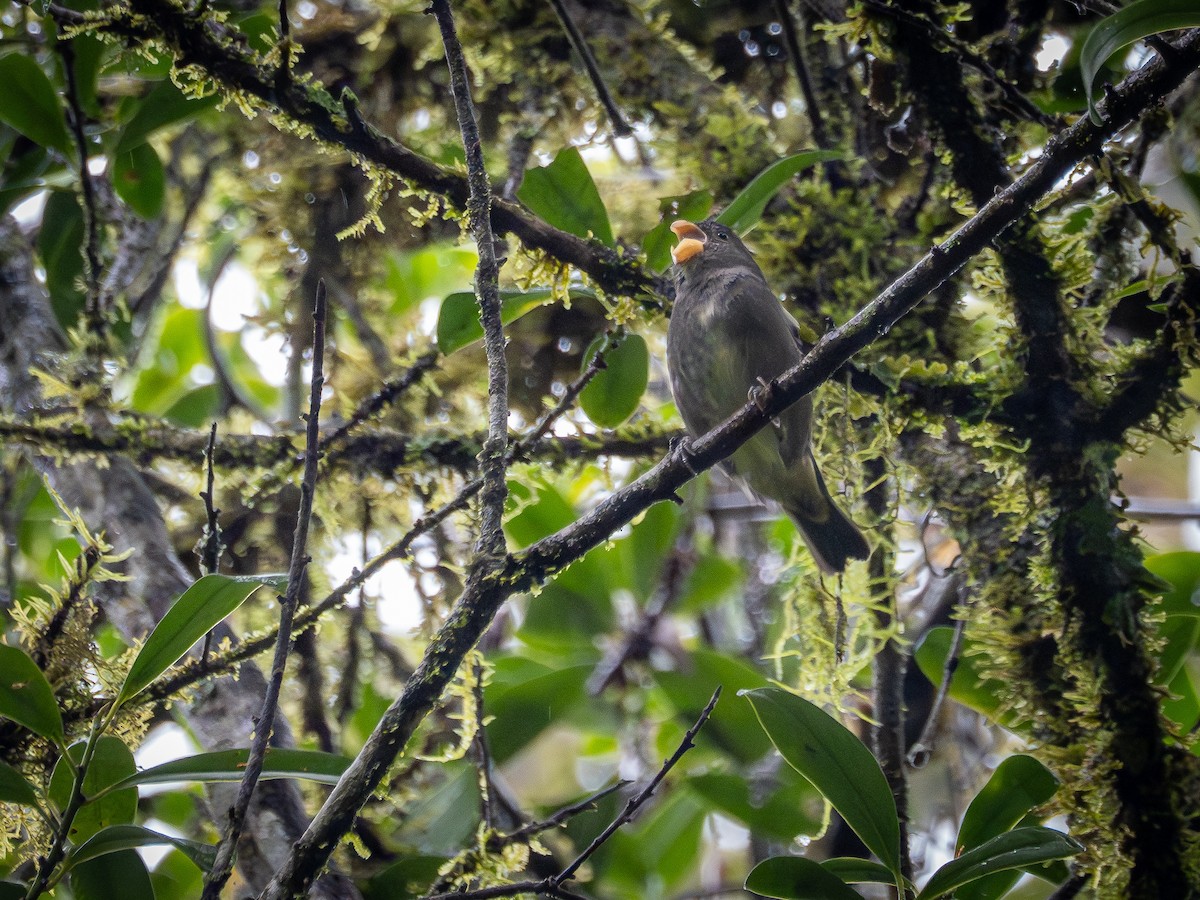 Temminck's Seedeater - ML632556721