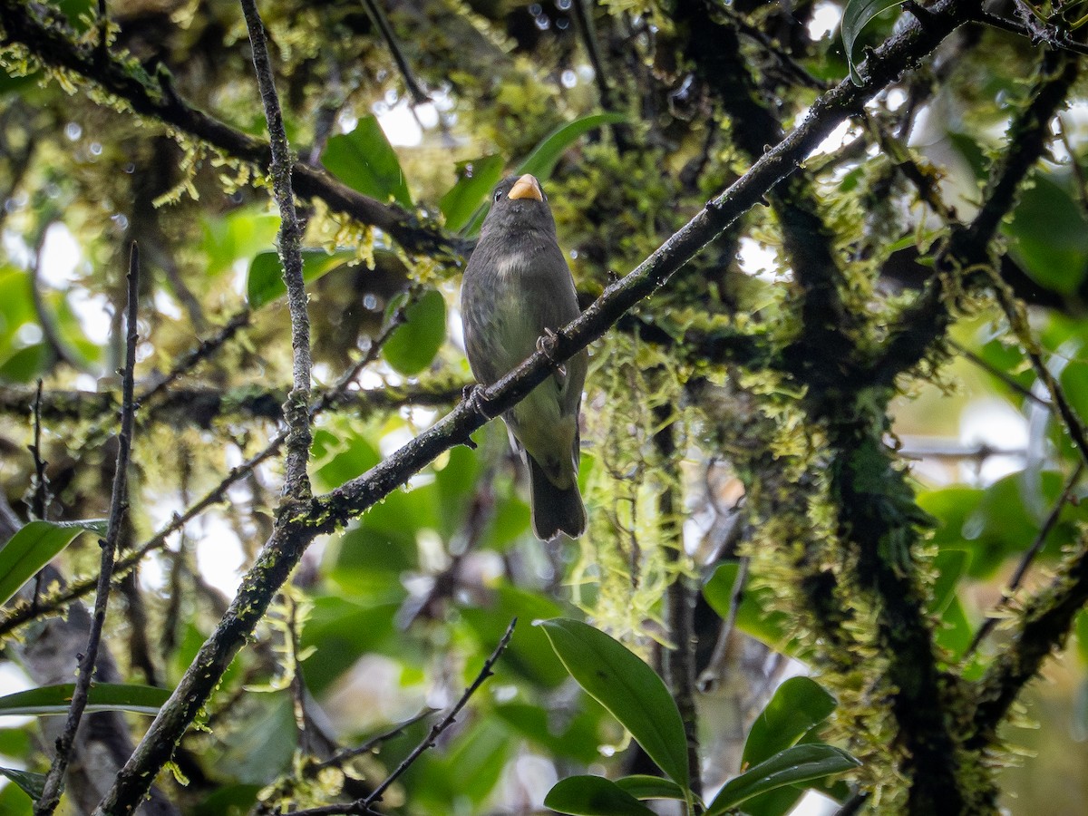 Temminck's Seedeater - ML632556722