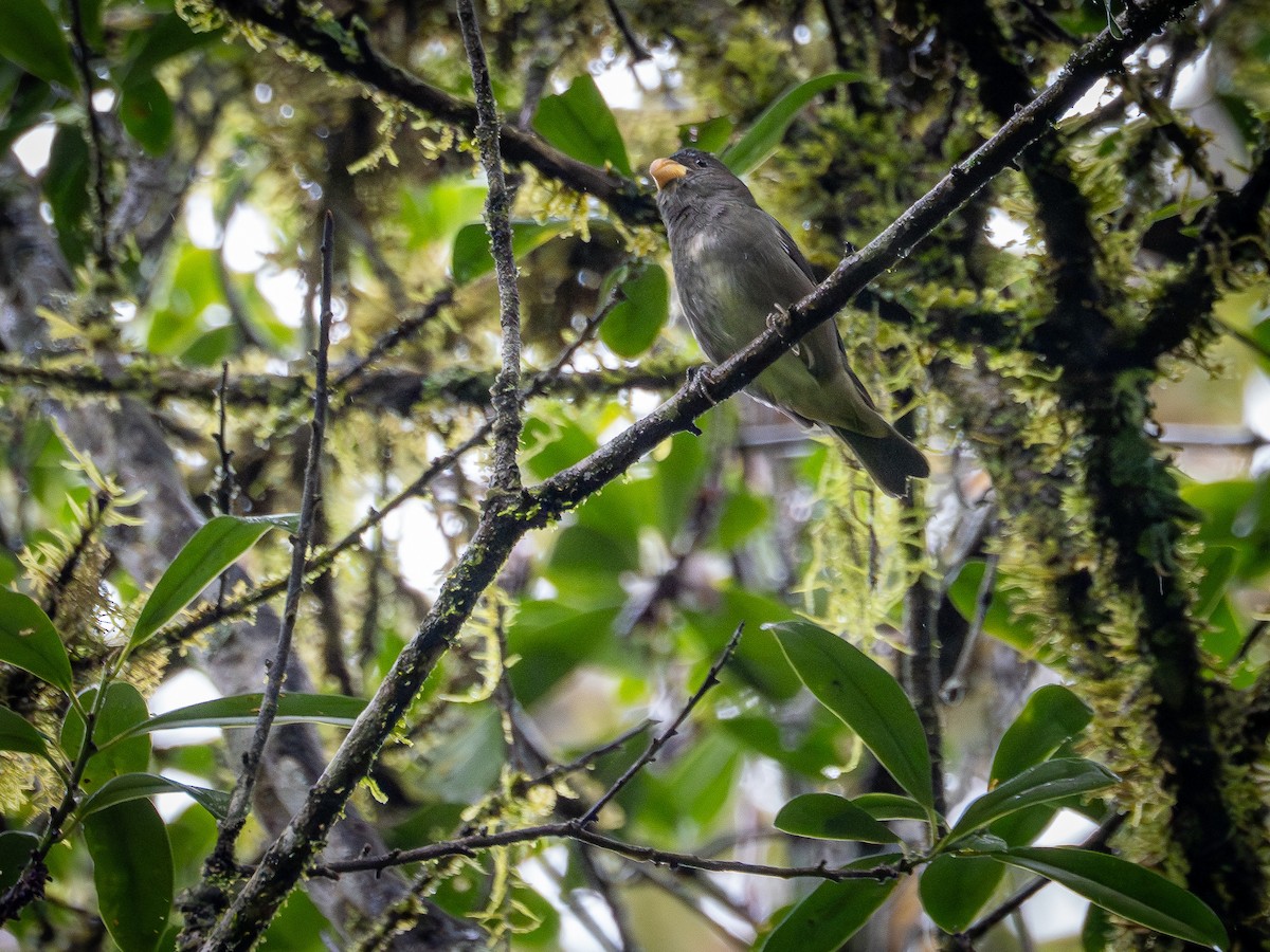 Temminck's Seedeater - ML632556723