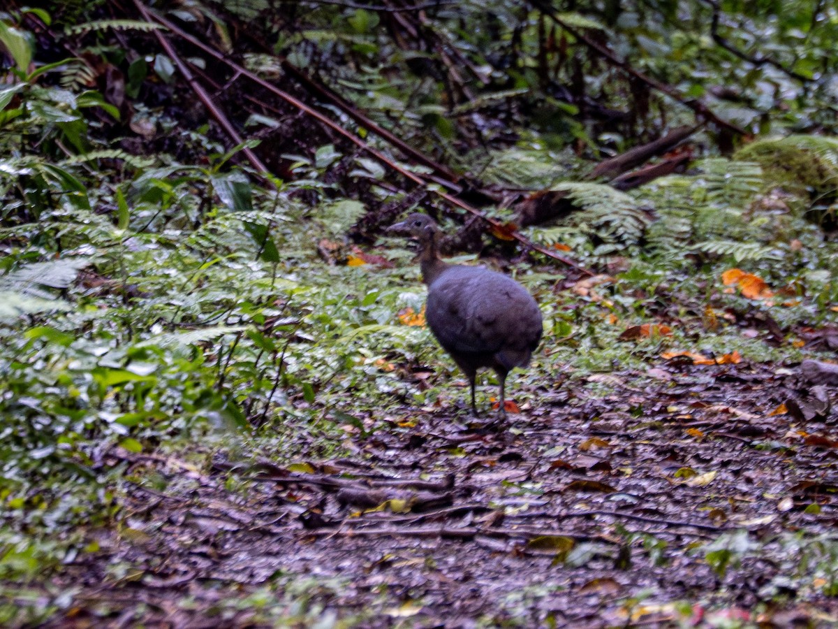 Solitary Tinamou - ML632556760