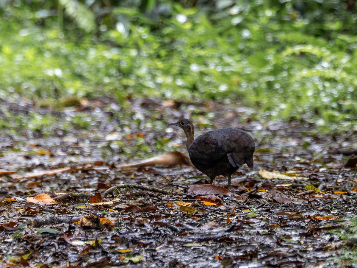 Solitary Tinamou - ML632556761