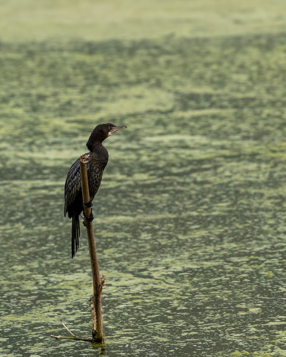 Little Cormorant - ML632556839