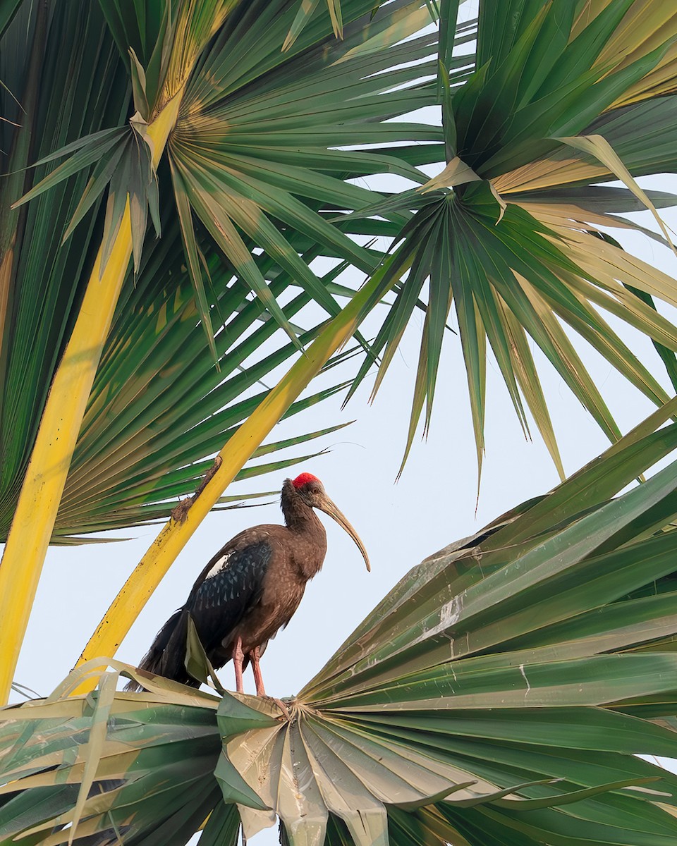 Red-naped Ibis - ML632556854