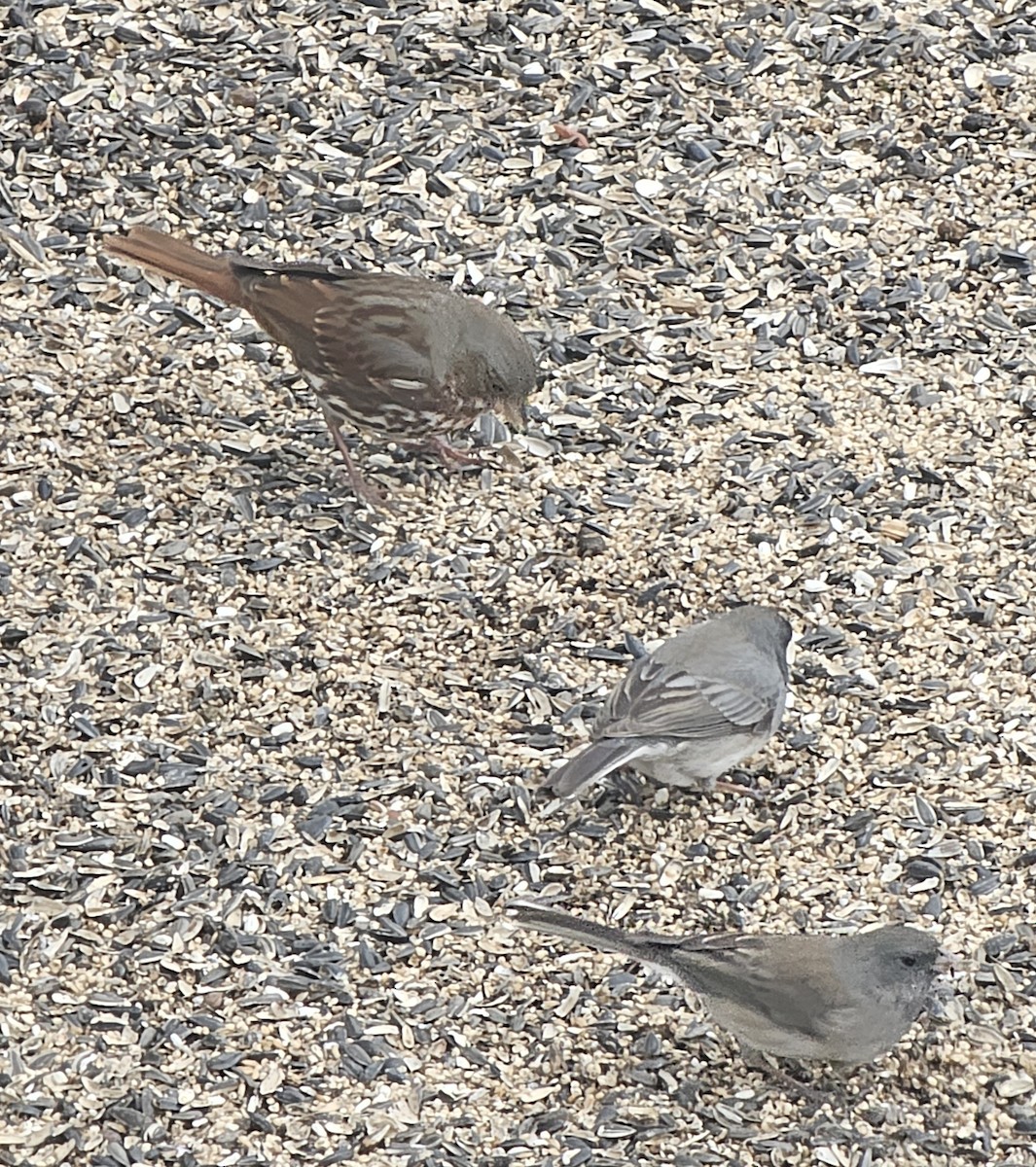 Fox Sparrow - ML632556900