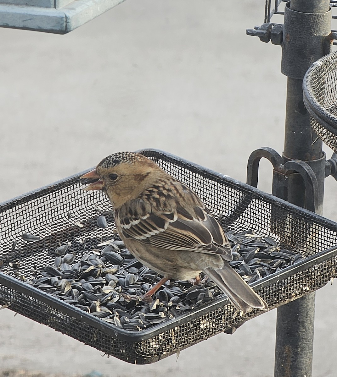 Harris's Sparrow - ML632556914