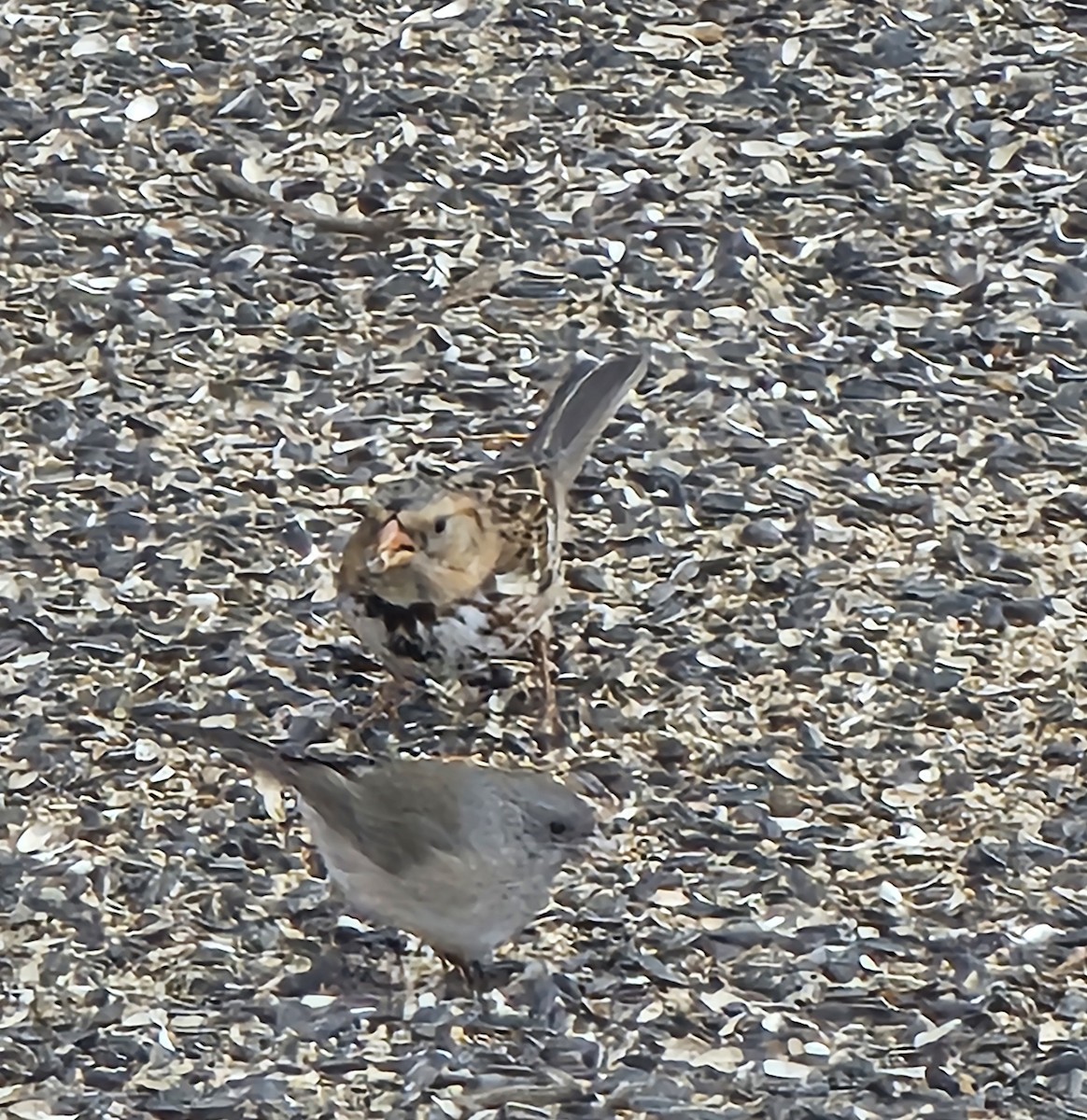 Harris's Sparrow - ML632556915