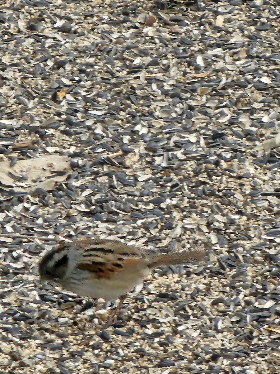 Swamp Sparrow - ML632556938