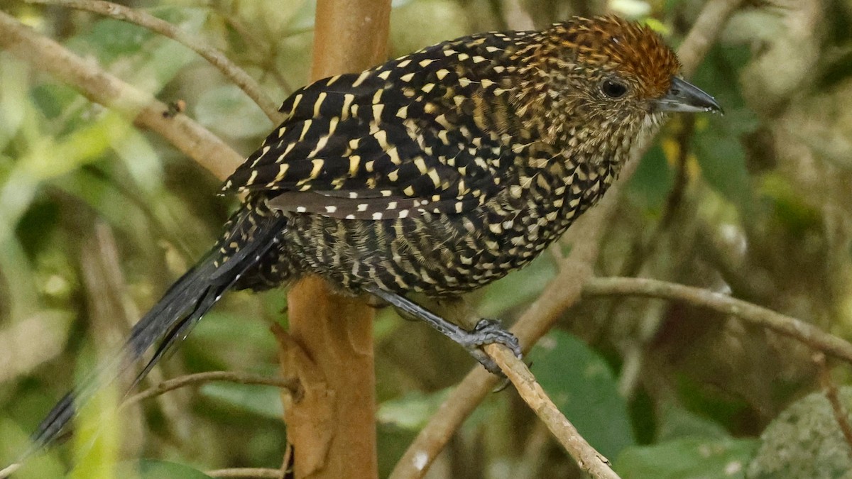 Large-tailed Antshrike - ML632557165