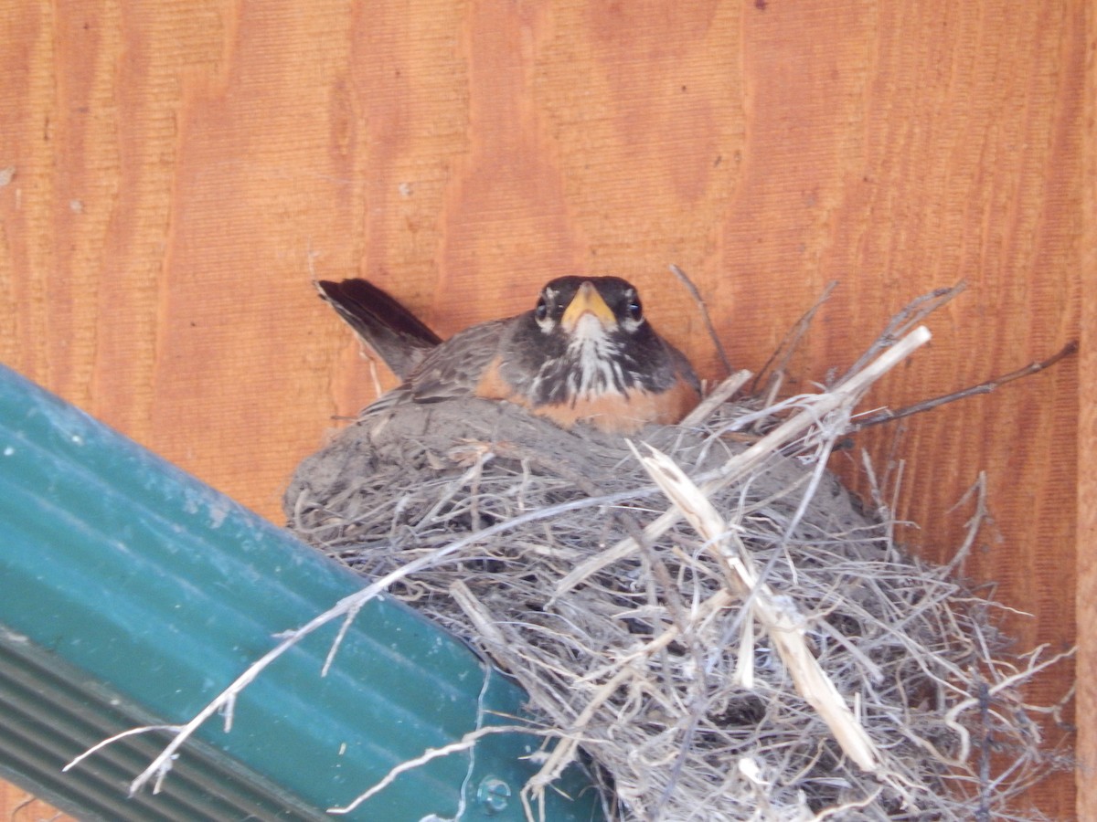 American Robin - ML632557215