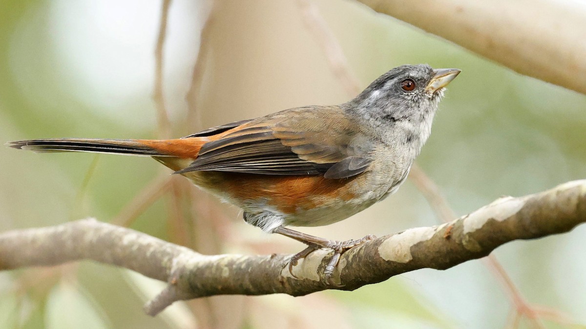 Gray-throated Warbling Finch - ML632557378