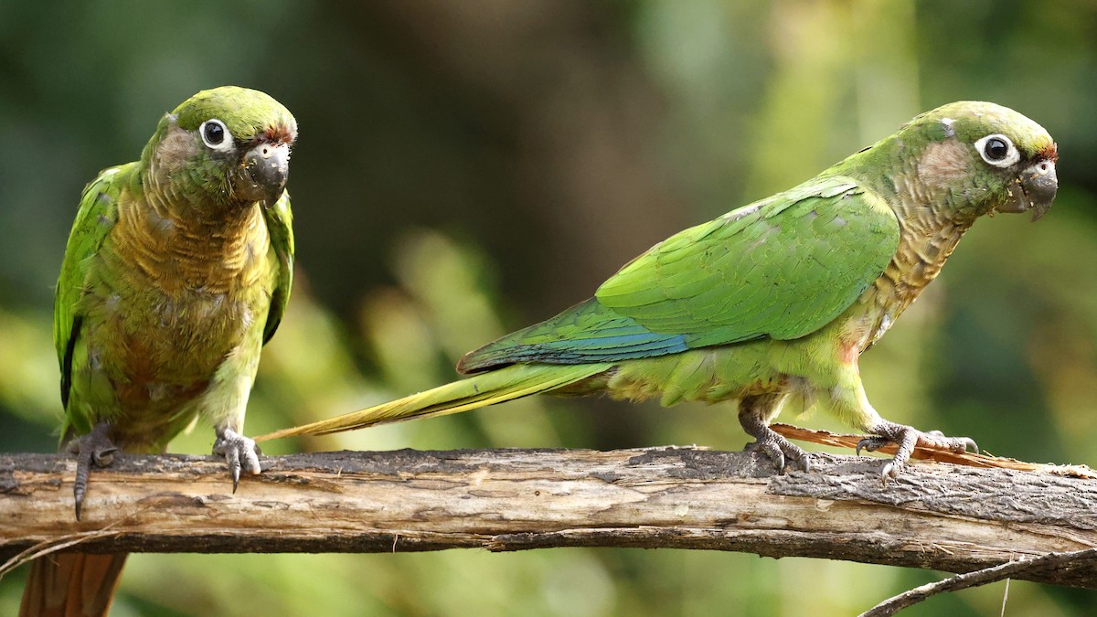 Maroon-bellied Parakeet - ML632557526