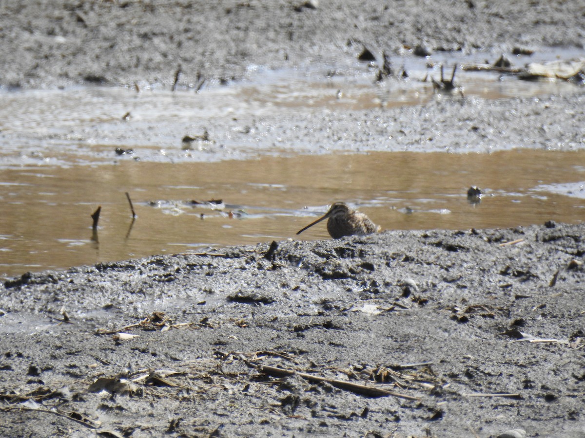 Wilson's Snipe - ML632557574