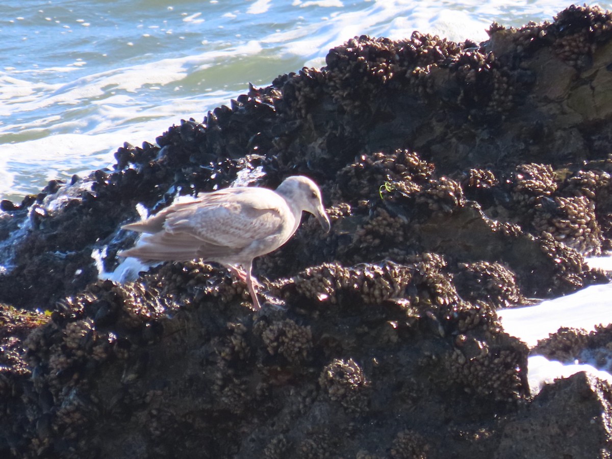 Glaucous-winged Gull - ML632557658