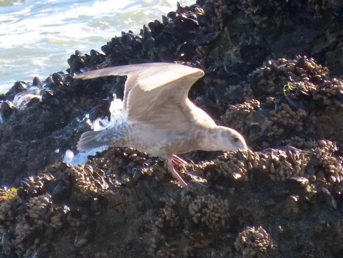 Glaucous-winged Gull - ML632557659